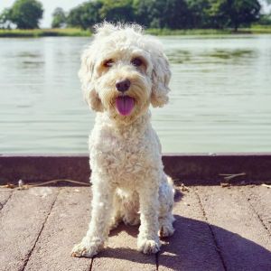 19732040_1510947705628176_3322689646690504738_n